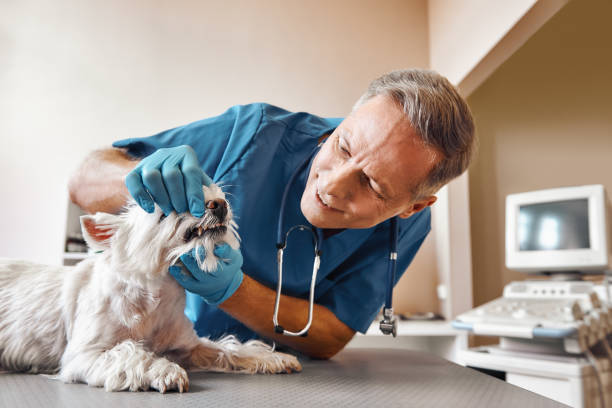 Best After-Hours Emergency Dentist in Beverly, MA